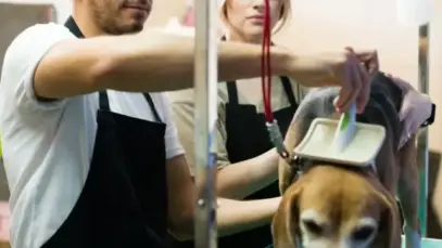 Mercados emergentes: Turquia ganha espaço em pet food