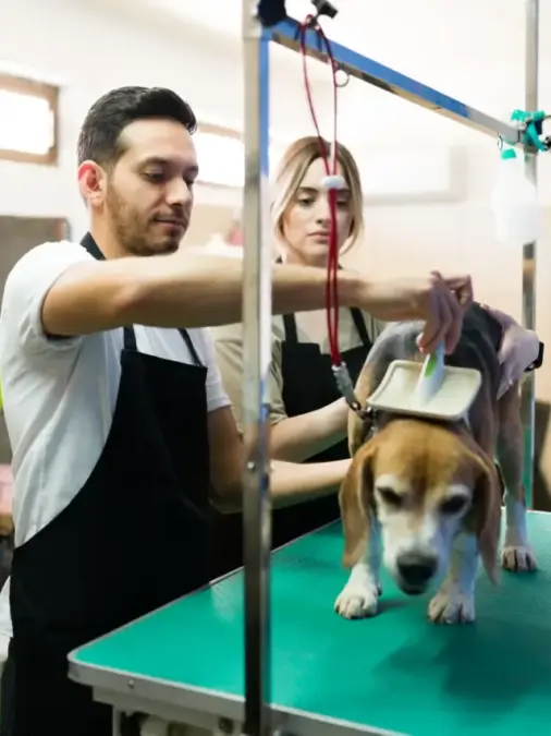 attractive-young-man-woman-working-brushing-fur-beautiful-beagle-dog-pet-salon-caucasian-latin-workers-grooming-cute-dog