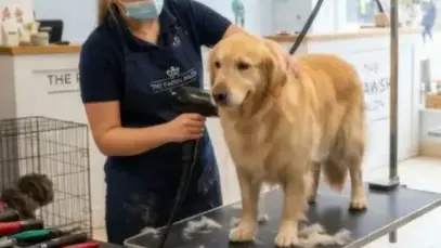 Radiografia: Bable Pet cresce com foco na capilaridade