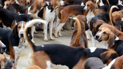 Número de animais de estimação no país